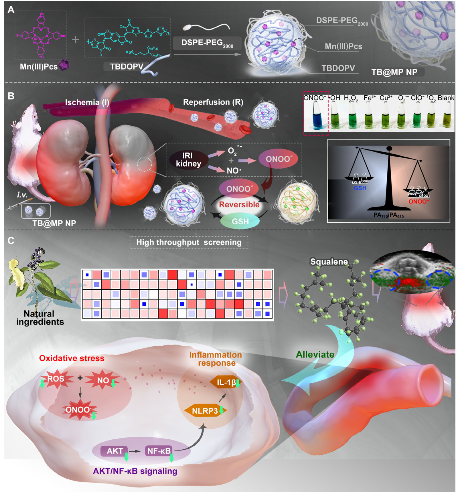 Discovery of a Novel Nephroprotective Drug Leveraging a Customized Photoacoustic Imaging Nanoprobe 原文图